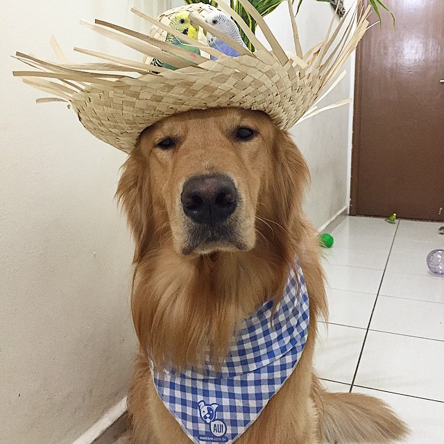 bob-golden-retriever-sao-paulo-541.jpg