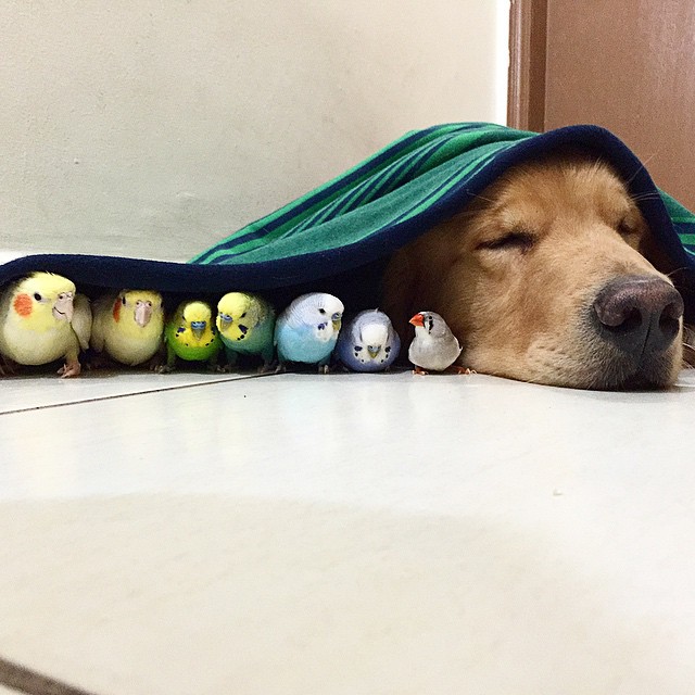 bob-golden-retriever-sao-paulo-641.jpg