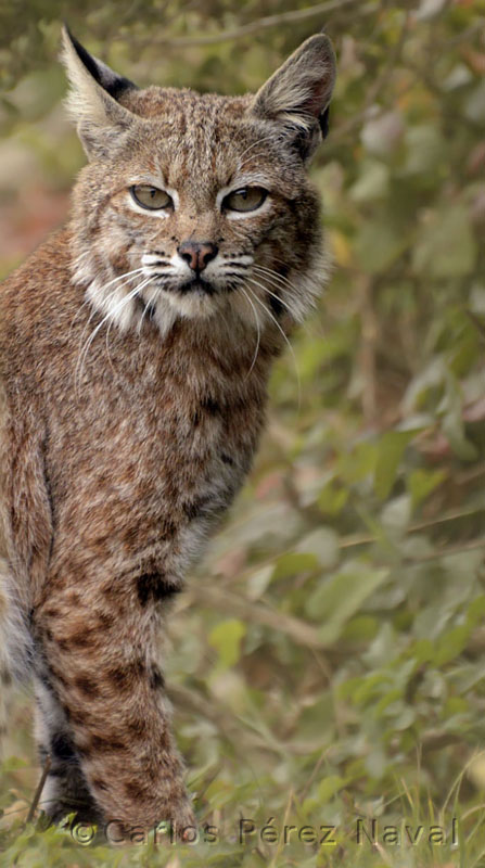 bobcat-2.jpg