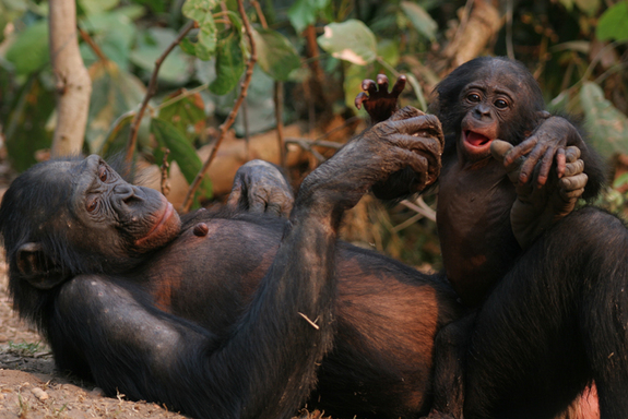 bonobo_and_baby.jpg1406357523.cf_.png