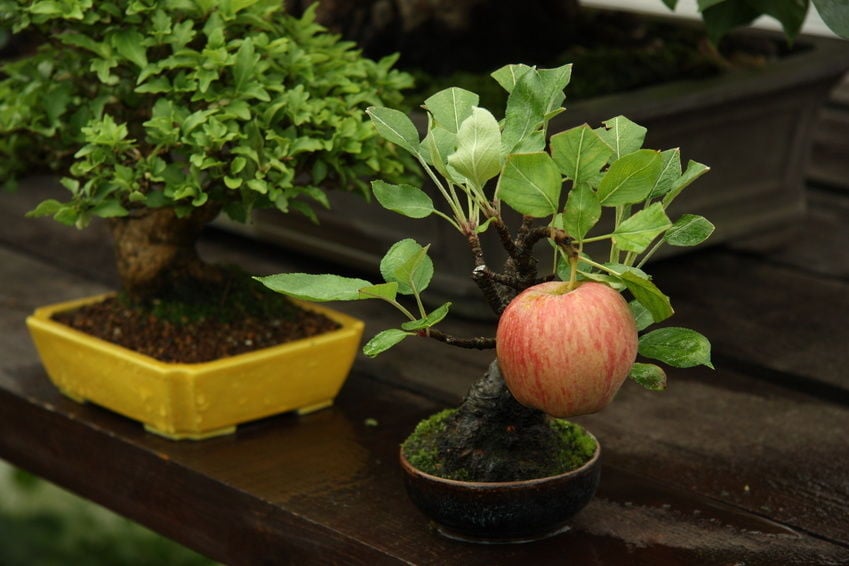 bonsai-3.jpg