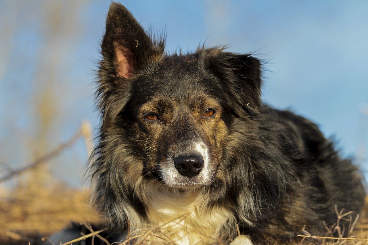 border-collie-4854037_1280.jpg