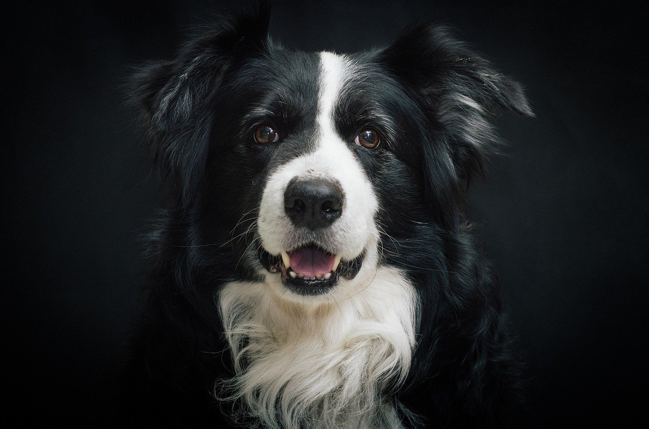 border-collie-987947_1280.jpg