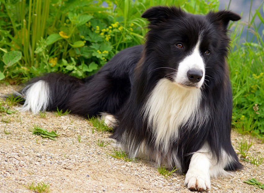 border-collie-smartest-dog-breed.jpg