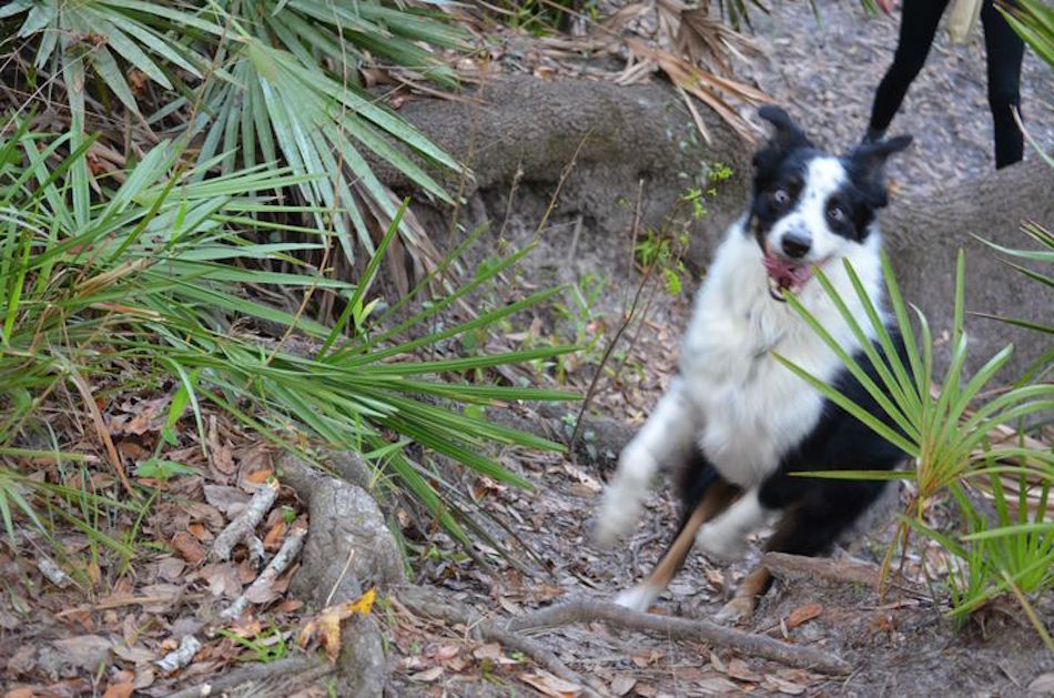 border-collie.jpg