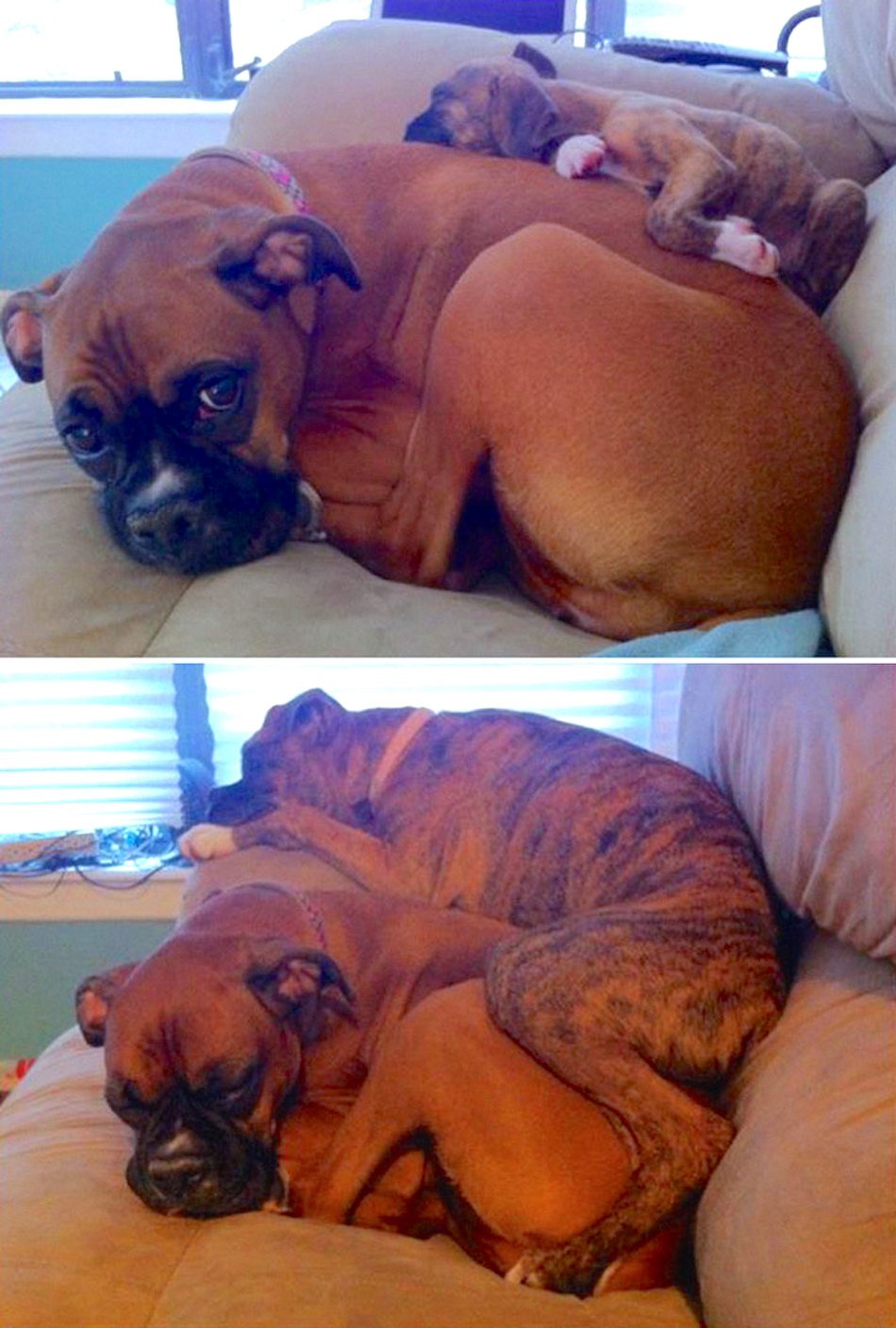 boxer-dogs-friends-then-and-now.jpg boxer-dogs-friends-then-and-now.jpg
