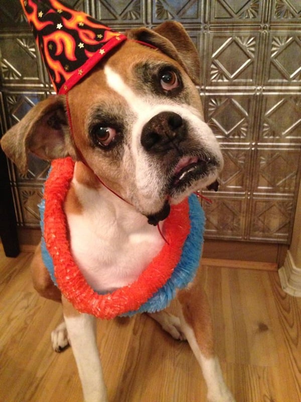 boxer51.jpg boxer51.jpg