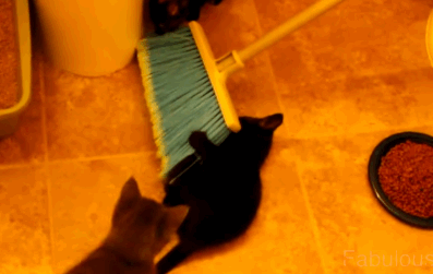 broom6.gif