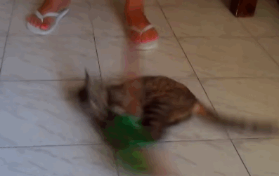 broom7.gif