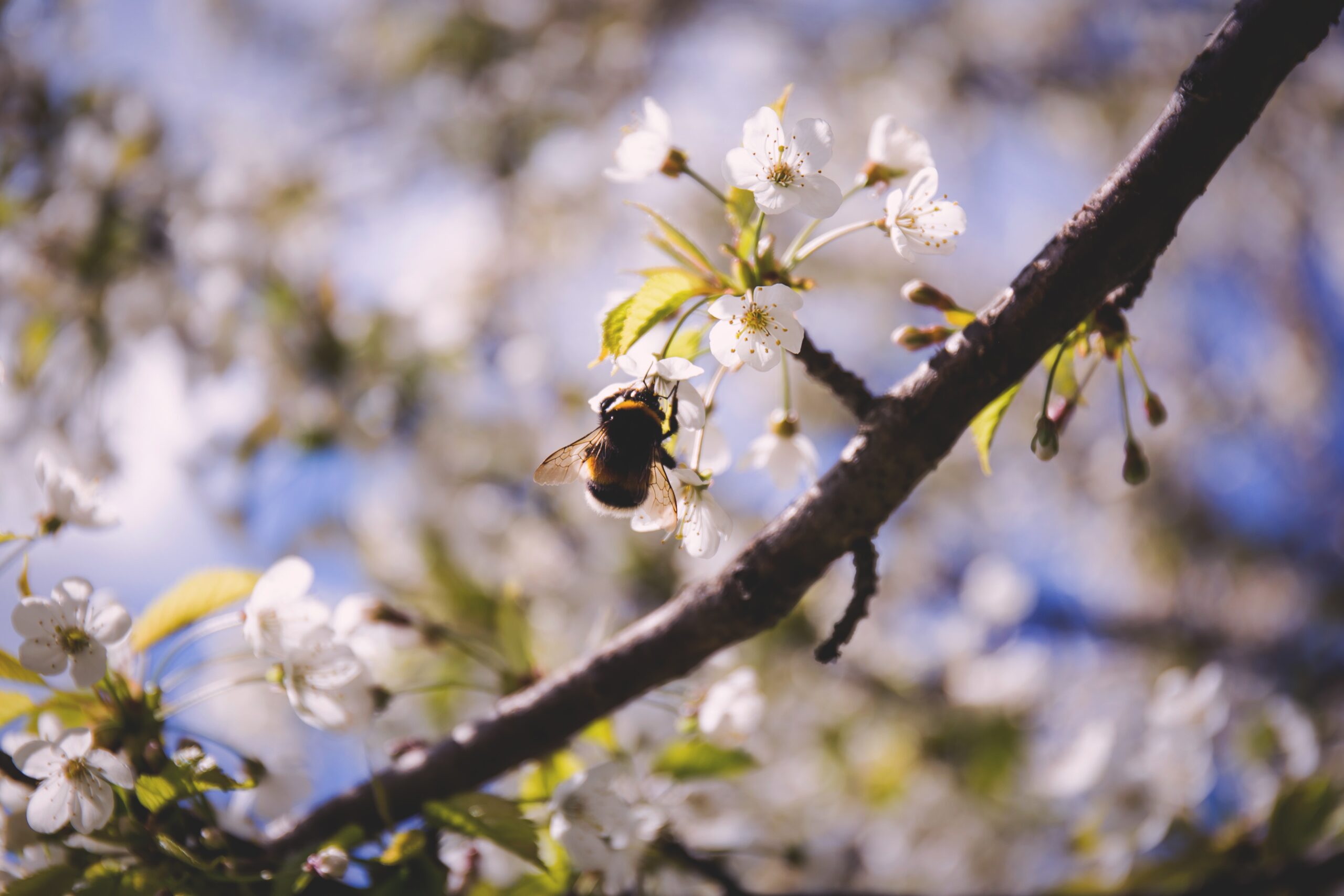 brown-bee-on-white-petaled-flower-at-daytime-93038.jpg