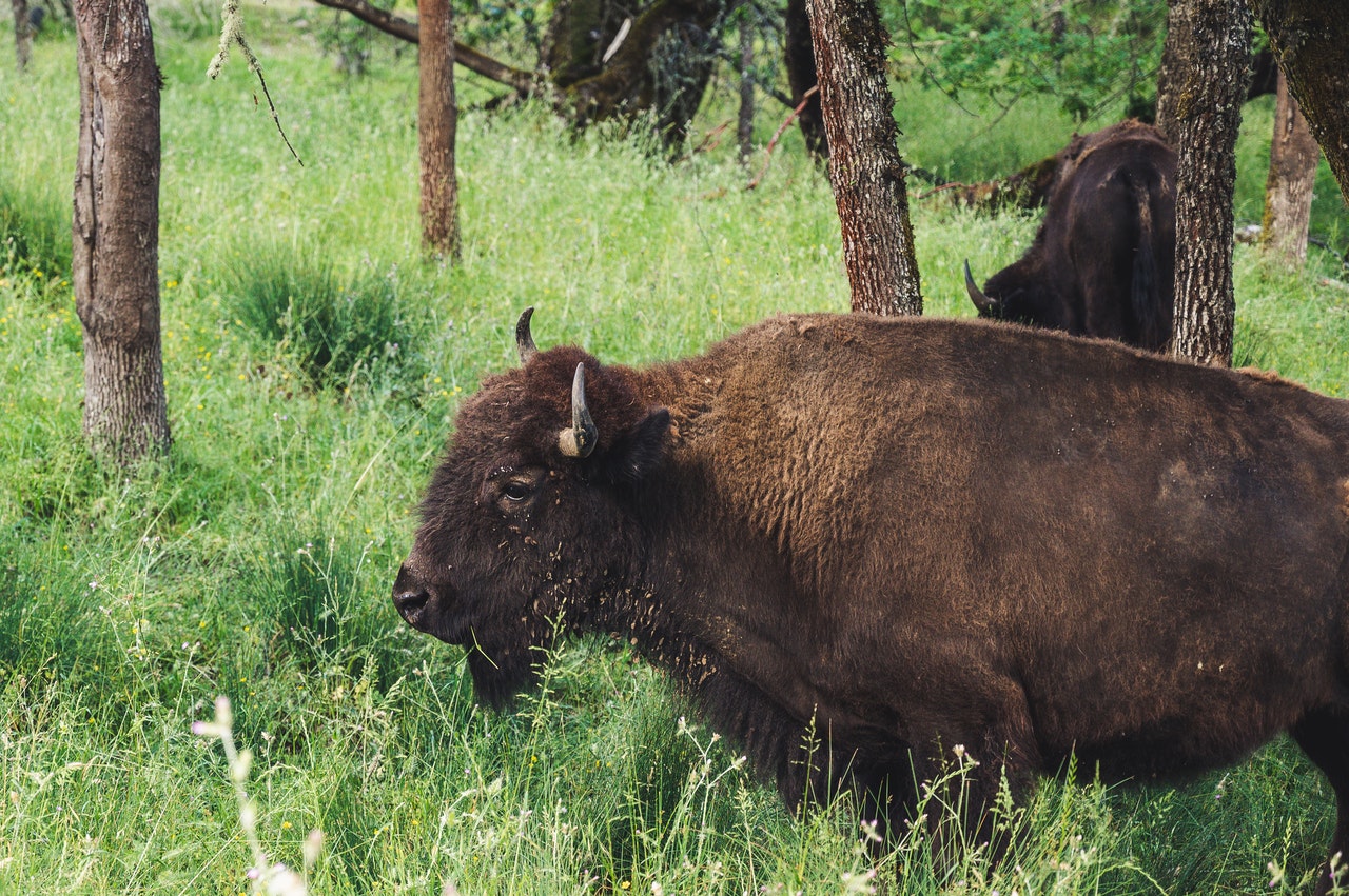 brown-bison-beside-tree-2881239.jpg