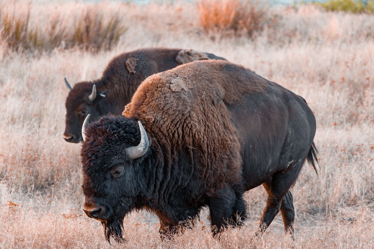 brown-bison-on-brown-grass-field-3640872.jpg