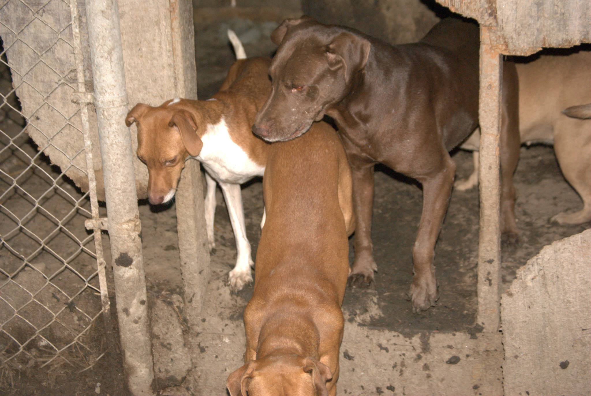 browny2.jpg browny2.jpg
