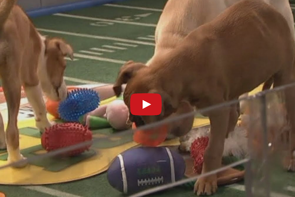 bts-puppybowl-jpg