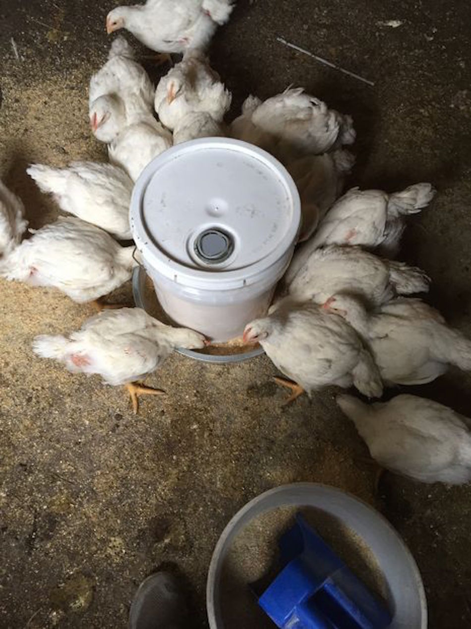 bucket-chicken-feeder.jpg