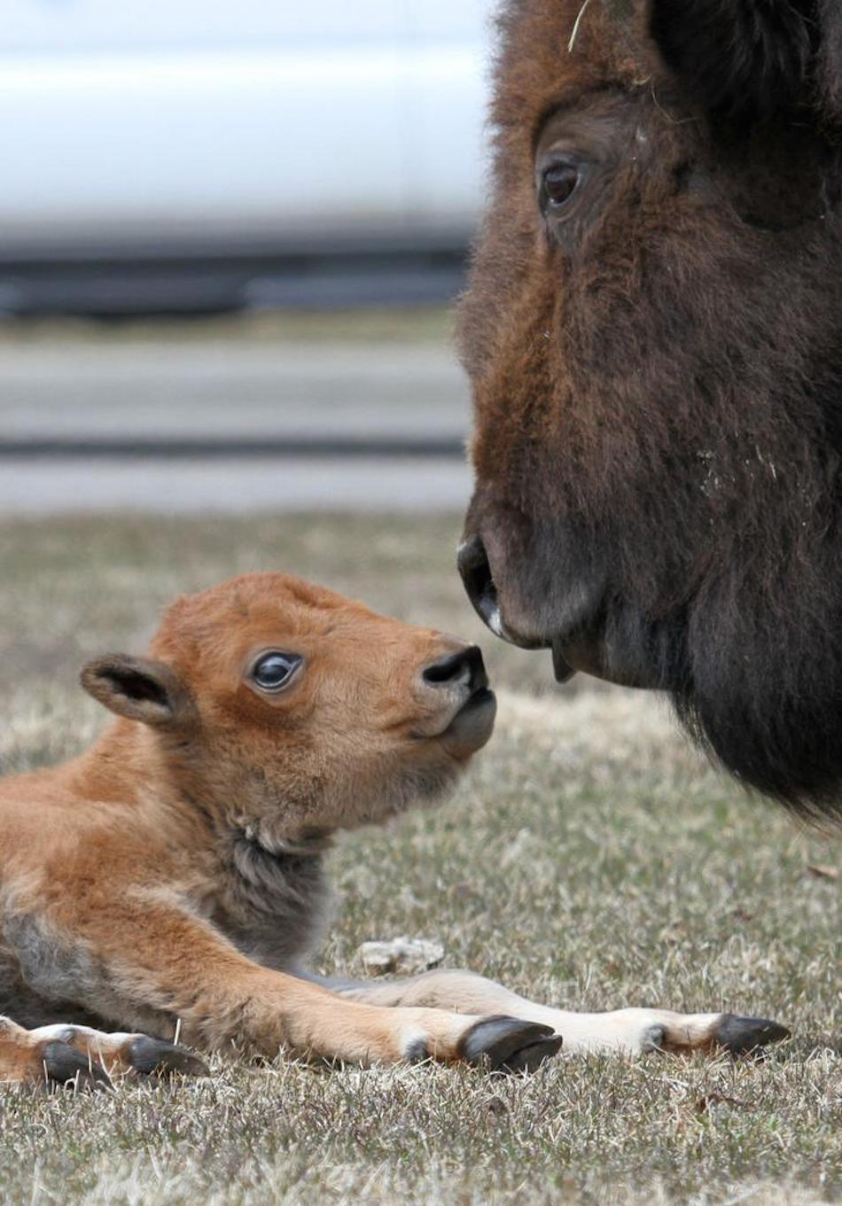 buffalo-1.jpg