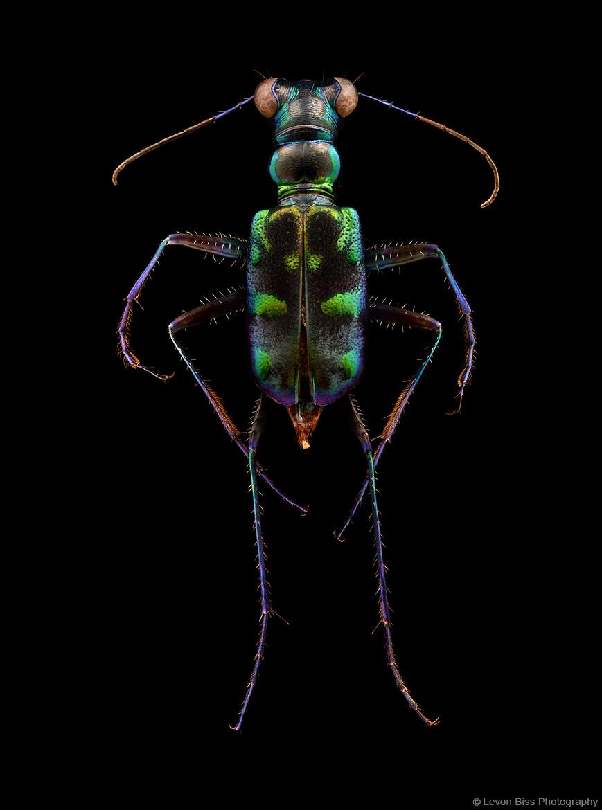 bug-1.jpg bug-1.jpg