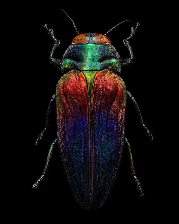 bug-4.jpg
