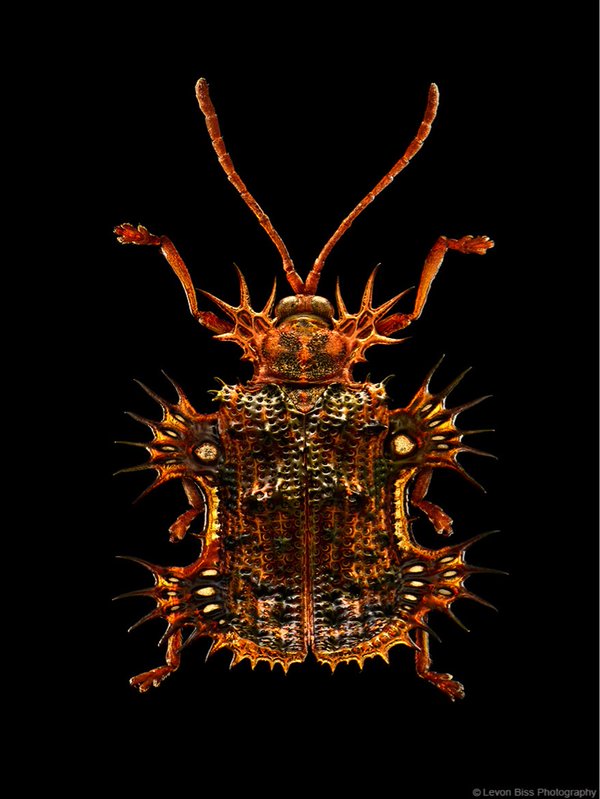 bug-5.jpg