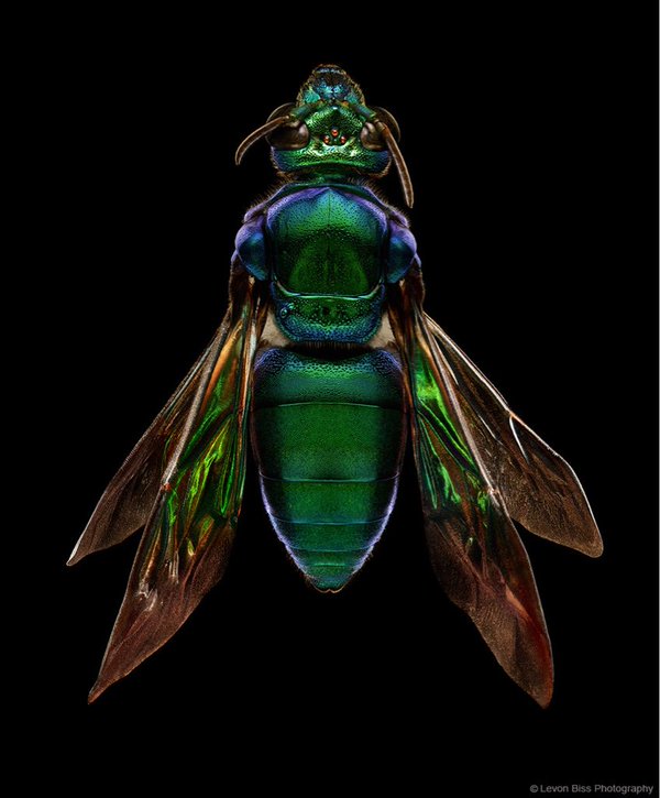 bug-6.jpg