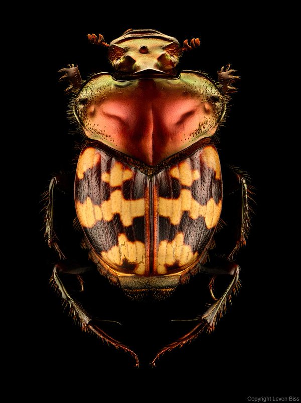 bug-7.jpg