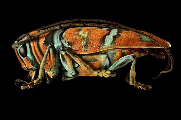 bug-8.jpg