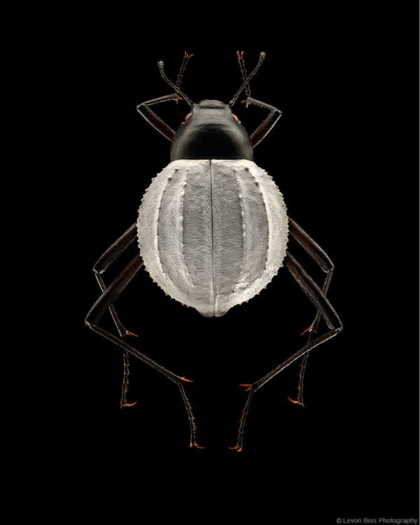 bug-9.jpg