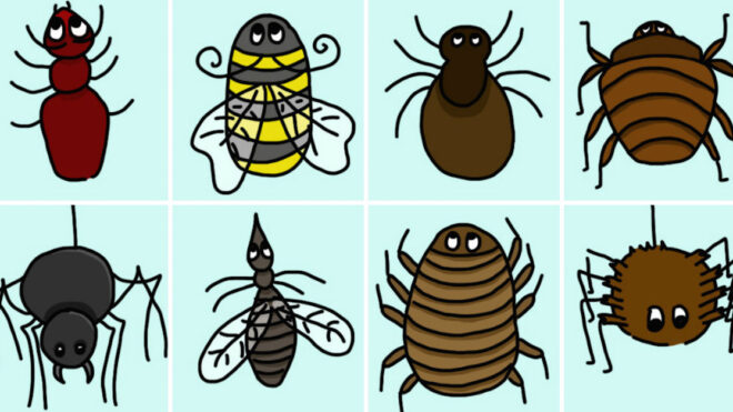 bug collage