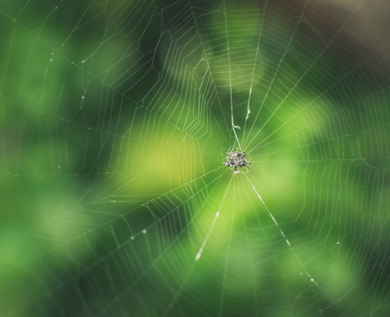 bug-green-insect-68792.jpg