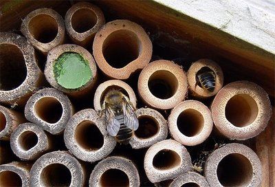 bug-hotel-13.jpg