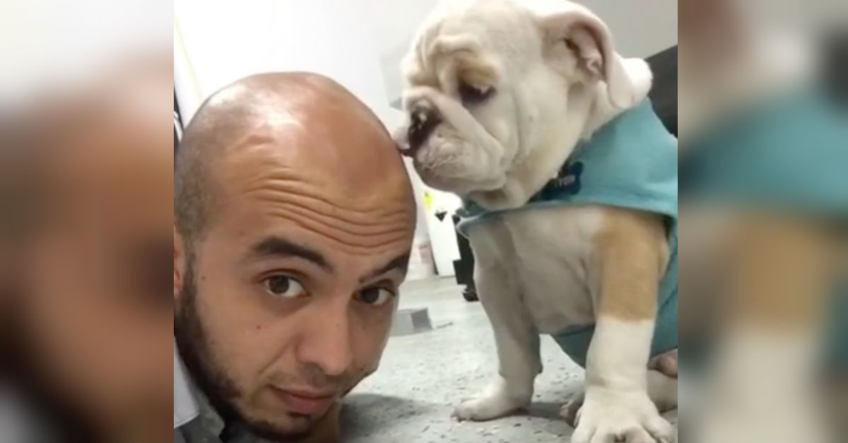 bald-bulldog-licks