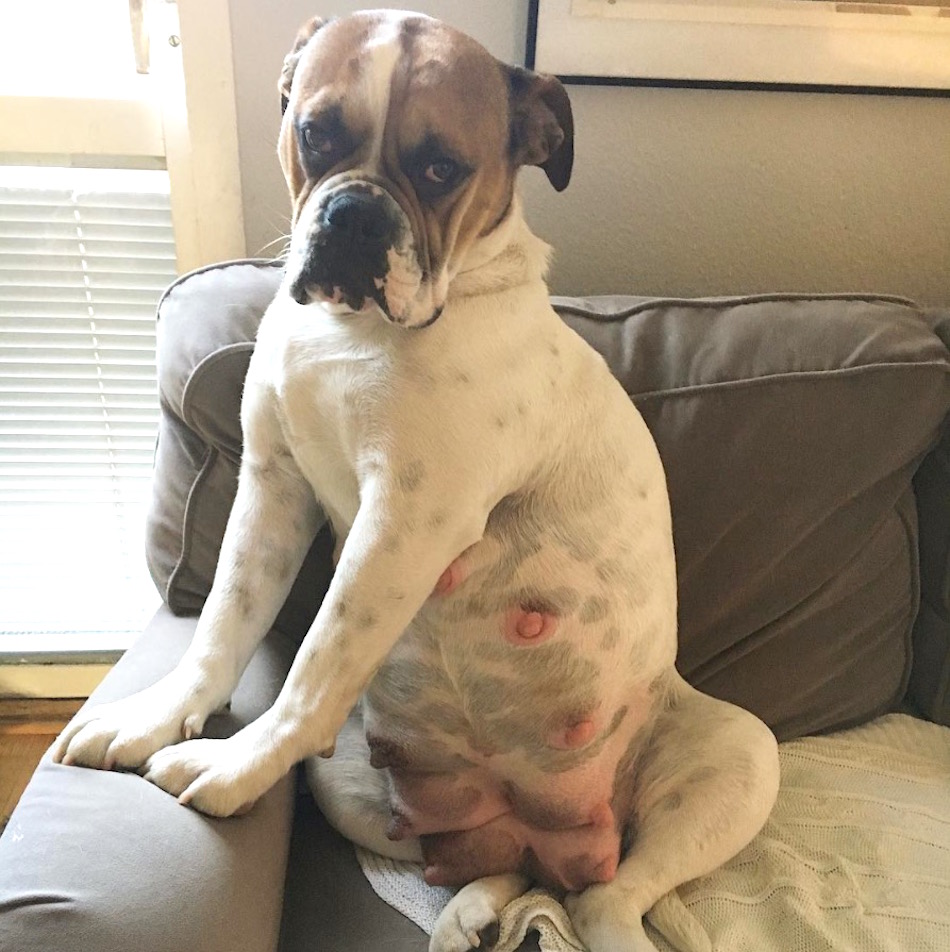 bulldog.jpg