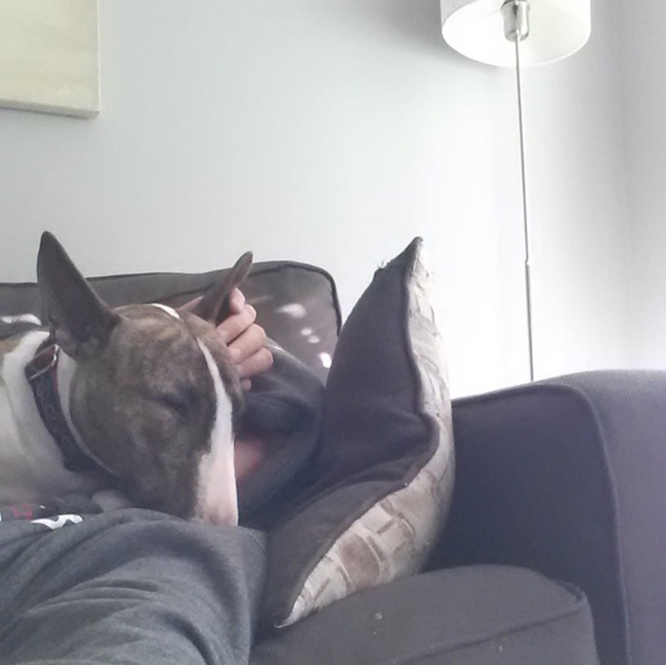 bullterrier.jpg