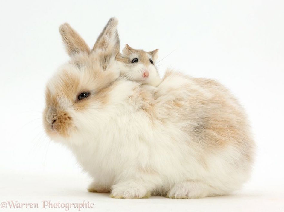 bunny-hamster.jpg