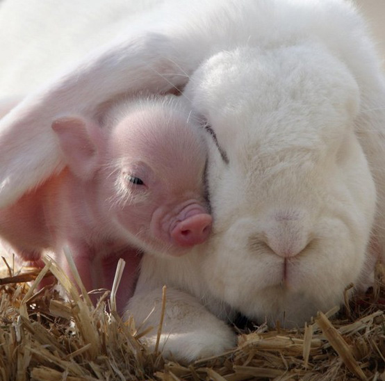 bunnypig.jpg