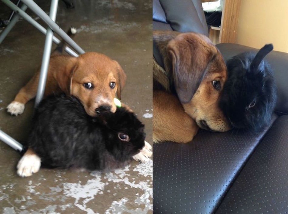bunnypuppyfriends.jpg