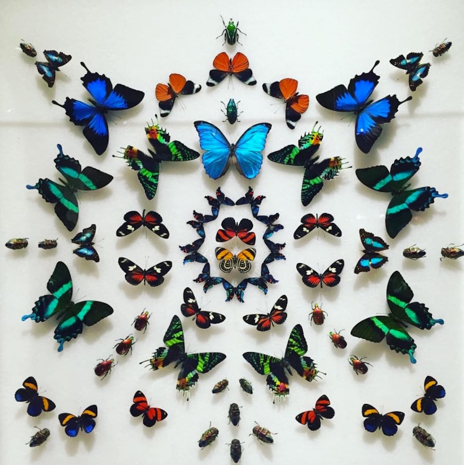 butterflies.jpg butterflies.jpg