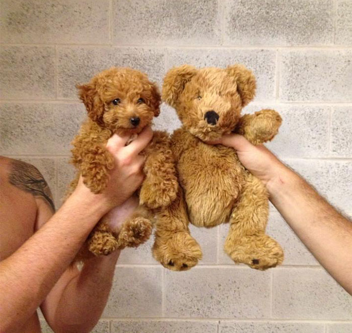 c07b8-01-1-Puppy-And-Teddy-Twins.jpg