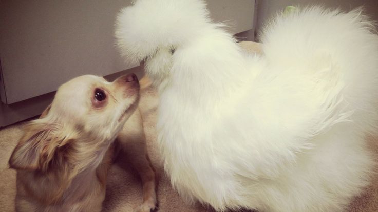 Roo and Penny share a kiss.