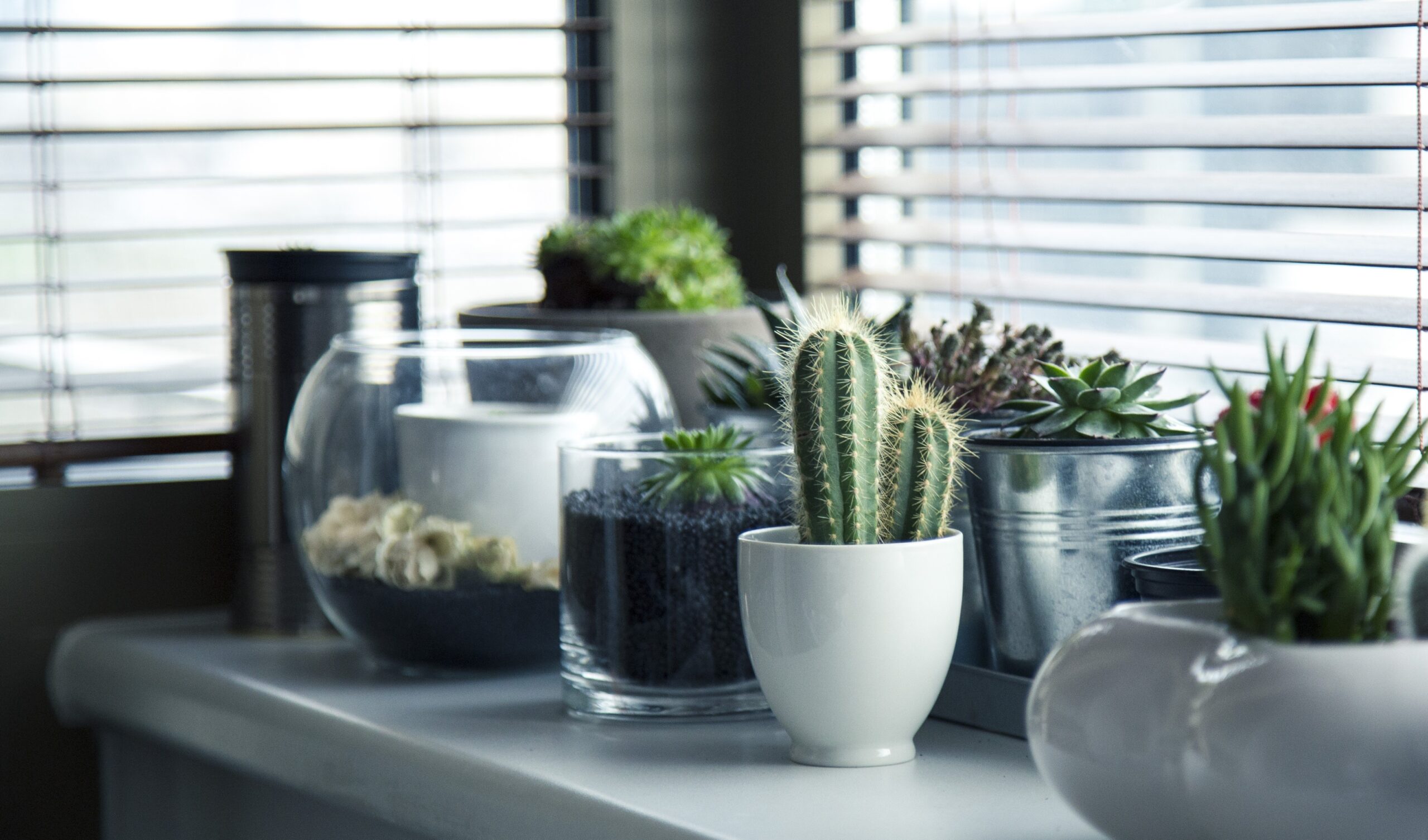cacti-flora-growth-37076.jpg