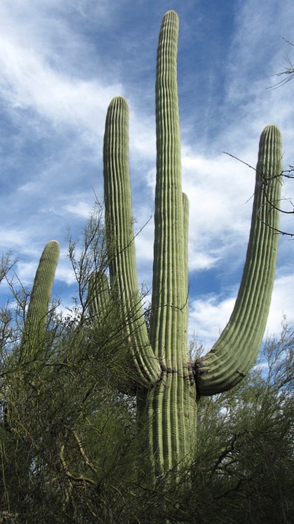 cactus-1.jpg cactus-1.jpg