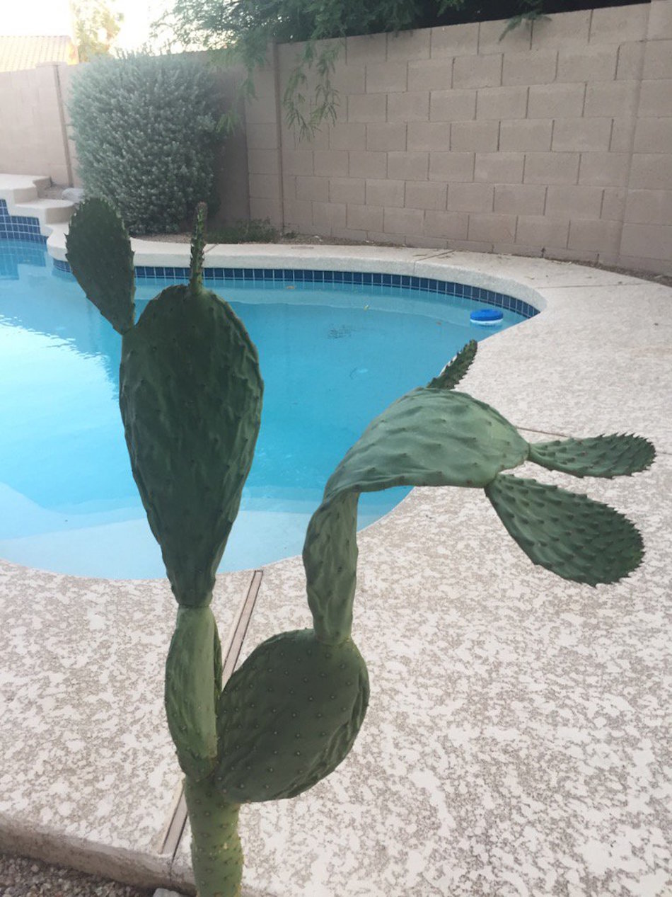 cactus.jpg