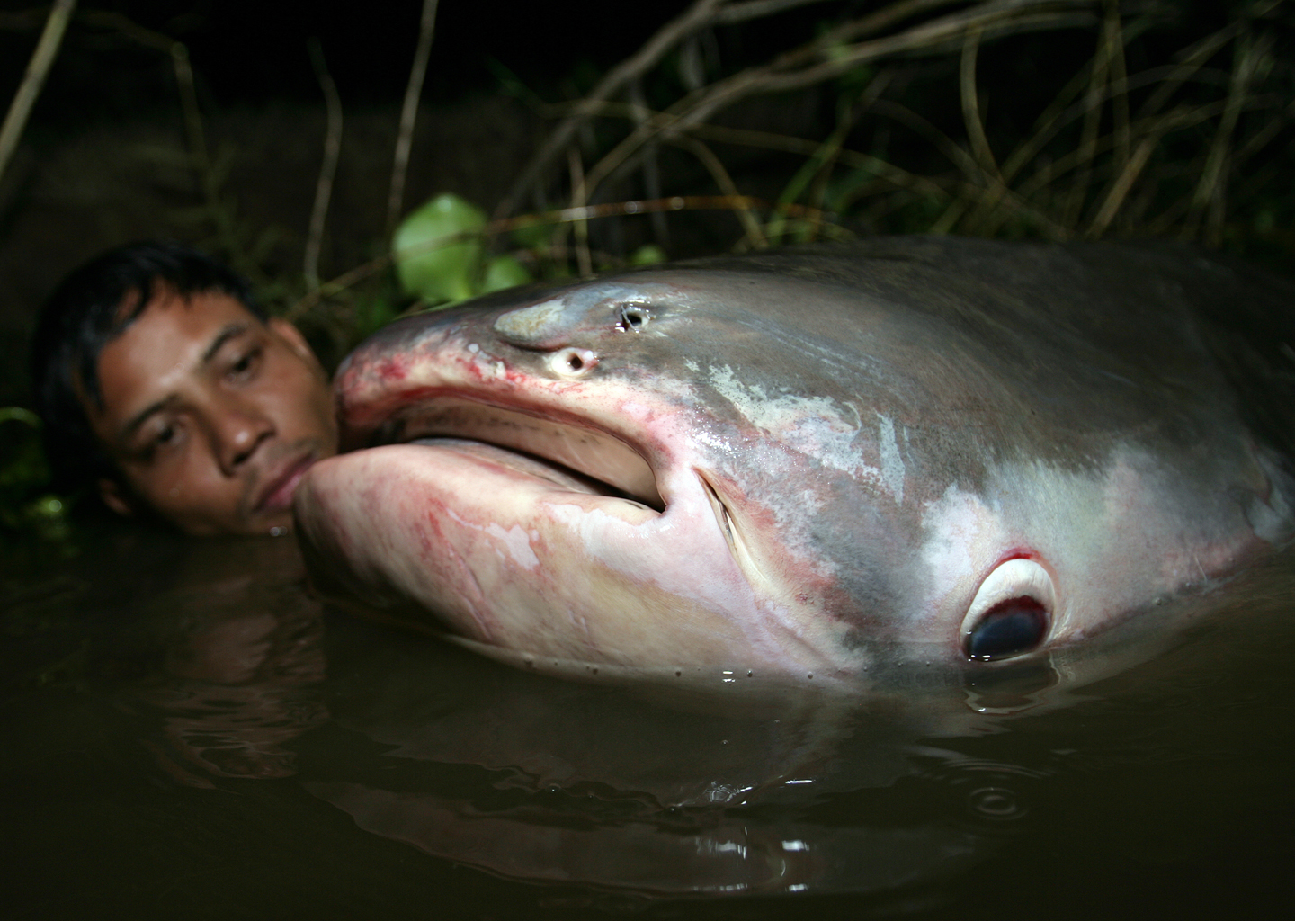 cambodian-man-and-mekong-giant-catfish-pangasianodon-gigas-tonle-sap-river-cambodia-nov-13-2007.jpg