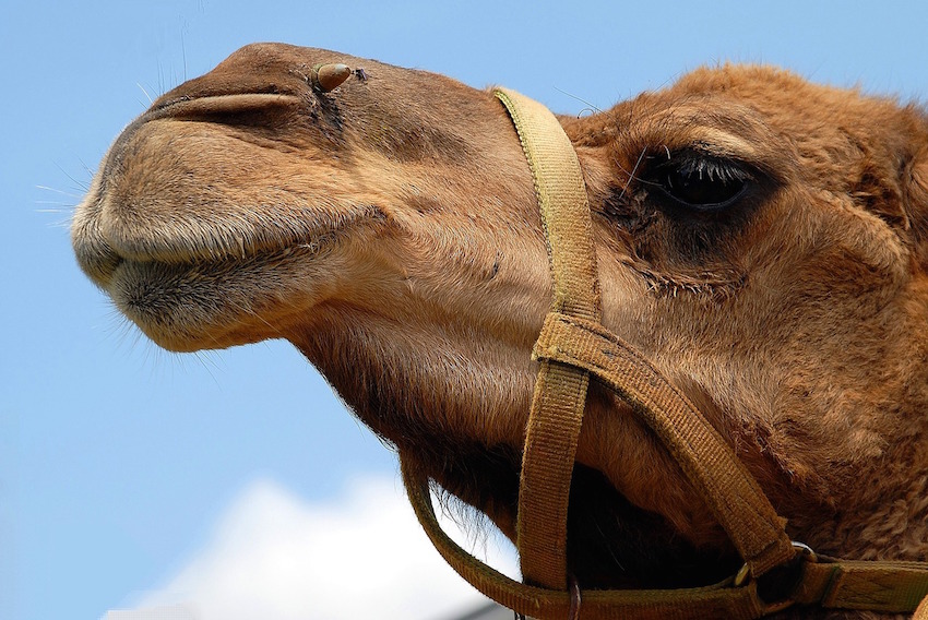 camel-1624643_1280.jpg