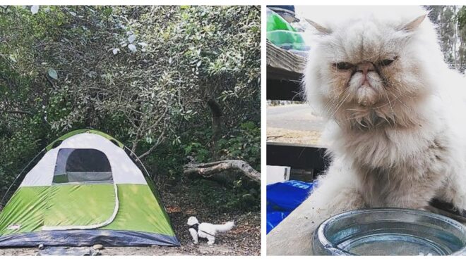 camping-cat-promo
