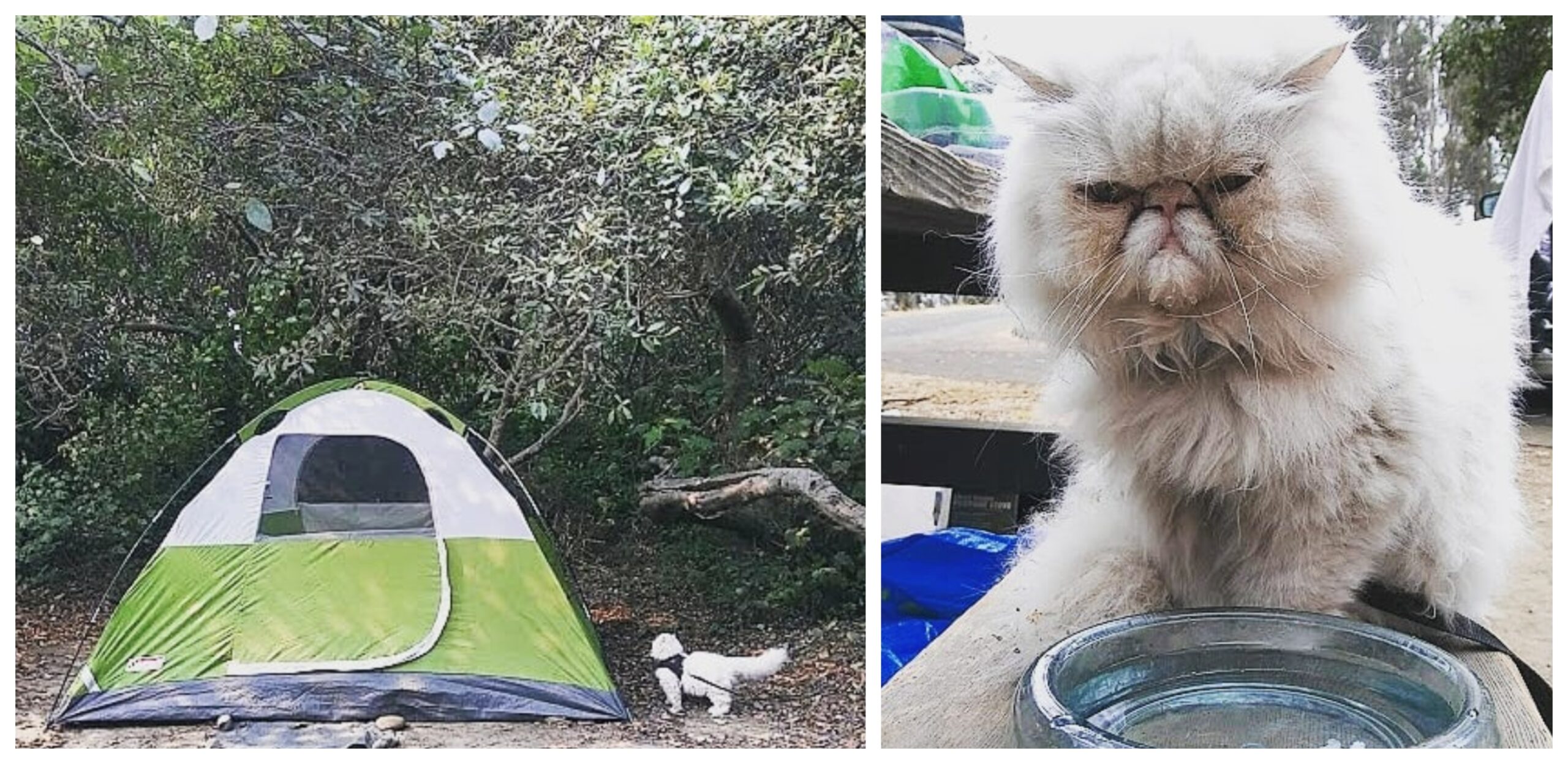 camping-cat-promo