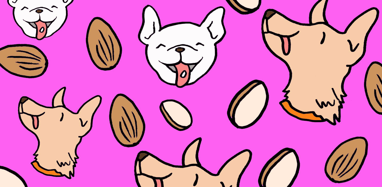 Dogs eat almonds 1280