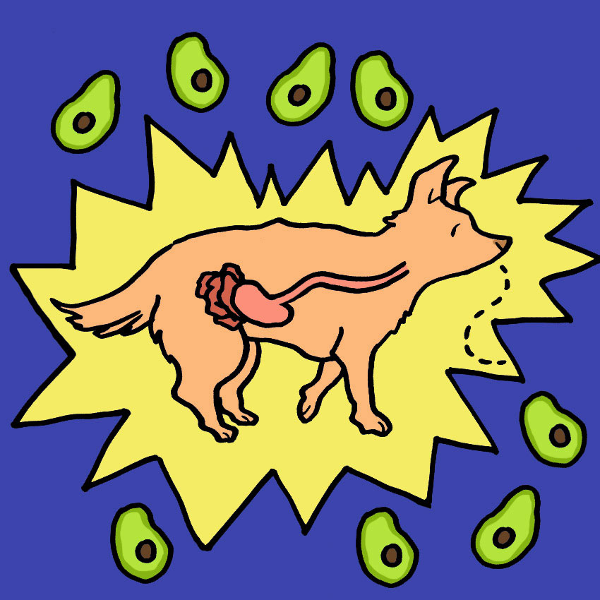 can-dogs-eat-avocados-1.jpg