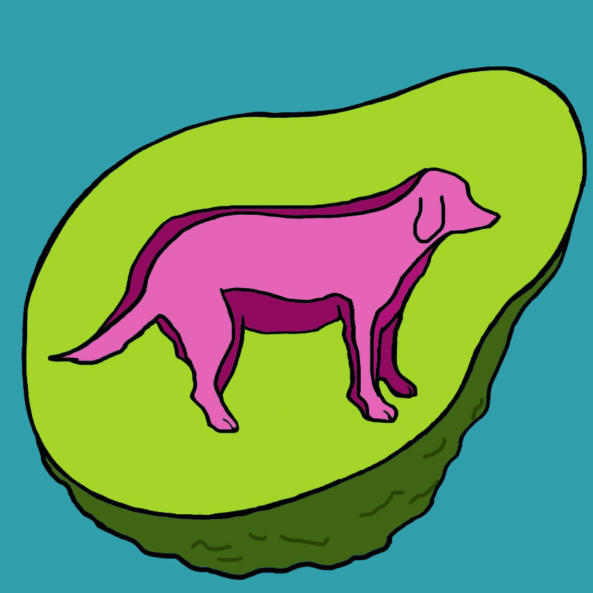 can-dogs-eat-avocados-5.jpg