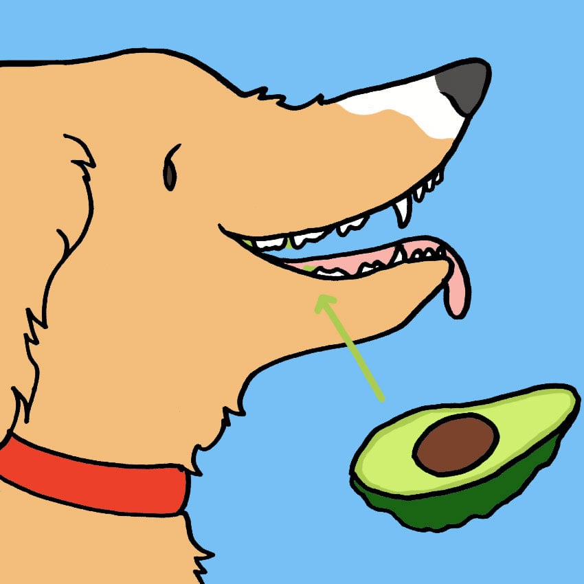 can-dogs-eat-avocados-6.jpg